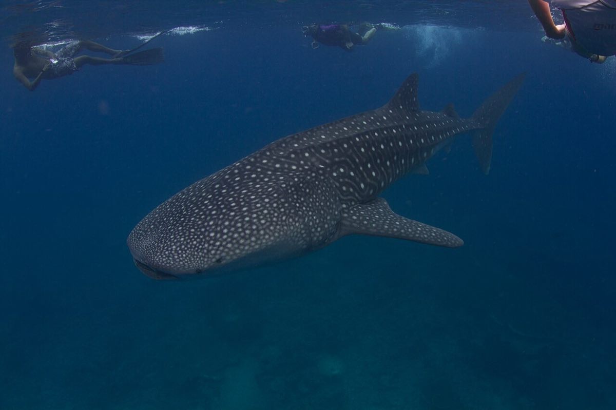 Whale shark route